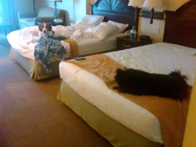 These dogs like hotels.